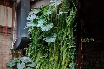 香港笨鸟策划庭院植物墙