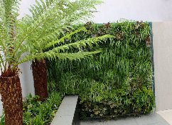 植物墙植物的维护