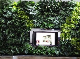 电视植物背景墙
