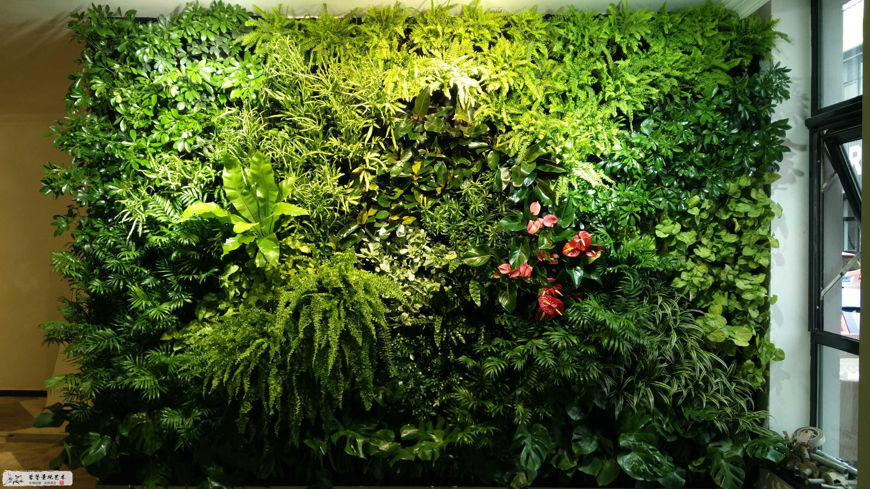 室内植物墙植物