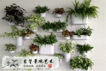 制作植物墙