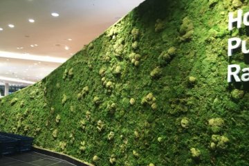 商业苔藓植物墙